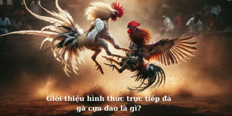 Khám phá chi tiết về sảnh đá gà cựa dao là gì?